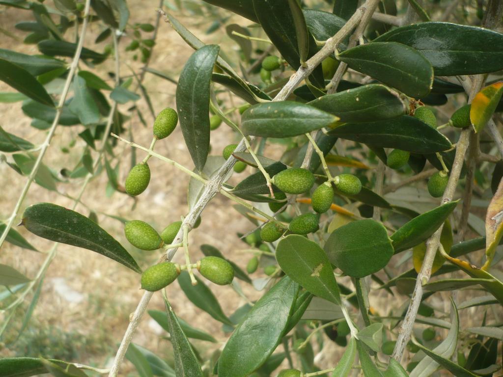 פומרנצה Agriturismo Santa Chiara מראה חיצוני תמונה