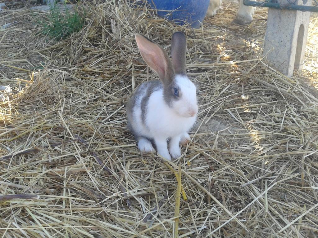 פומרנצה Agriturismo Santa Chiara מראה חיצוני תמונה