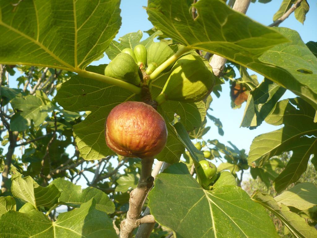 פומרנצה Agriturismo Santa Chiara מראה חיצוני תמונה