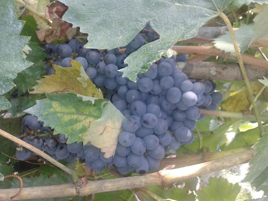 פומרנצה Agriturismo Santa Chiara מראה חיצוני תמונה