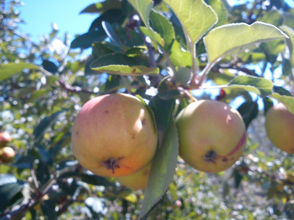 פומרנצה Agriturismo Santa Chiara מראה חיצוני תמונה